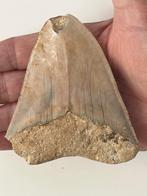 Dent de mégalodon 9,7 cm - Dent fossile - Carcharocles