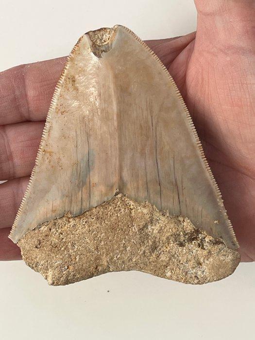 Dent de mégalodon 9,7 cm - Dent fossile - Carcharocles, Verzamelen, Mineralen en Fossielen