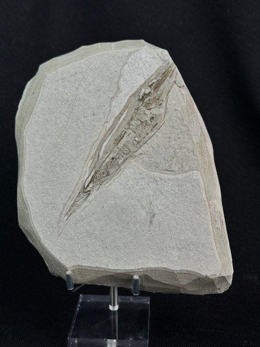 Trompetvis Trichurus strigatus - Fossiel skelet - Centricus, Antiquités & Art, Curiosités & Brocante