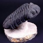 Prachtige Trilobiet Fossil XL. - Fossiel skelet - Trilobite, Collections