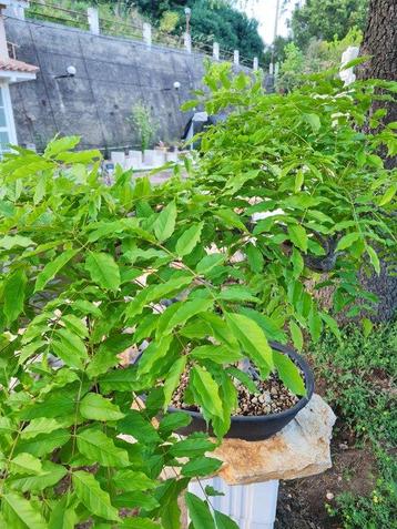 Wisteria Bonsai - Verzamelobject - Hoogte (boom): 80 cm -