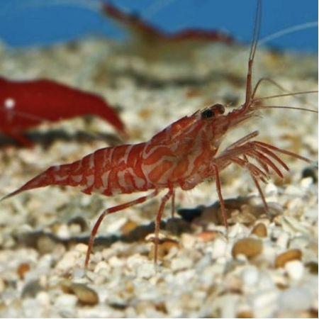 Lysmata Kuekenthali (Kuekenthali Poetsgarnaal), Dieren en Toebehoren, Vissen | Aquariumvissen