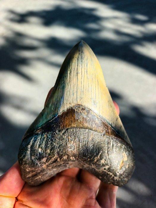 Megalodon - Fossiele tand - 120 mm - 90 mm, Verzamelen, Mineralen en Fossielen