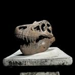 Geen minimumprijs - Een replica van een dinosaurus schedel -