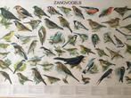 Slijper - Oude originele schoolplaat “ Zangvogels “ - Jaren