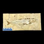 vis met vis in de maag - Fossiel skelet - Enchodus, Verzamelen, Mineralen en Fossielen