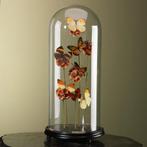 Vlinders in Stolp Taxidermie Opgezette Dieren By Max, Verzamelen, Ophalen of Verzenden, Nieuw, Insect, Opgezet dier