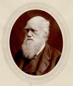 Lock & Whitfield - Portrait of Charles Darwin, Vintage, Antiquités & Art, Art | Dessins & Photographie