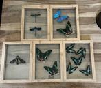 Vlinder Taxidermie volledige montage - Zygoptera, Morpho, Verzamelen, Nieuw