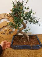 syzygium - Hoogte (boom): 46 cm - Diepte (boom): 32 cm -