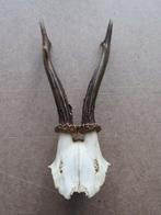 Chevreuil Crâne avec bois de cerf - onbekend - 1 cm - 1 cm -