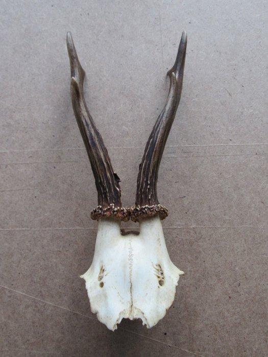 Chevreuil Crâne avec bois de cerf - onbekend - 1 cm - 1 cm -, Antiquités & Art, Curiosités & Brocante