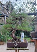 bonsai Pinus thunbergii - Hoogte (boom): 70 cm - Diepte