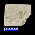 vogel - Fossiel skelet - uccello fossile wyoming - 21 cm -, Verzamelen, Mineralen en Fossielen