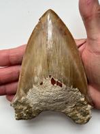 Megalodon Haaientand 14,5 cm - Fossiele tand - Carcharocles, Verzamelen, Nieuw