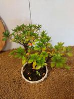 Azalea bonsai (Rhododendron) - Hoogte (boom): 25 cm - Diepte