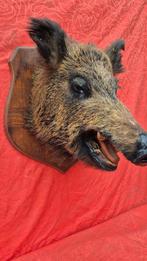 Wild zwijn Taxidermie volledige montage - Sus scrofa - Grand, Collections, Collections Animaux