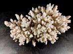 Enorme acropora koraal. Taxidermie volledige montage -