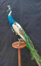 Pauw Taxidermie volledige montage - Pavo cristatus - 185 cm, Nieuw