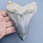 Megalodon Shark - Fossiele tand - megaselachus megalodon -, Verzamelen