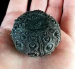 Indrukwekkende zee-egel !!! - Uitzonderlijke grootte bij, Verzamelen