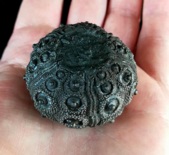 Indrukwekkende zee-egel !!! - Uitzonderlijke grootte bij, Verzamelen, Mineralen en Fossielen
