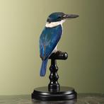 Martin-pêcheur Support de corps entier pour taxidermie -, Verzamelen, Nieuw