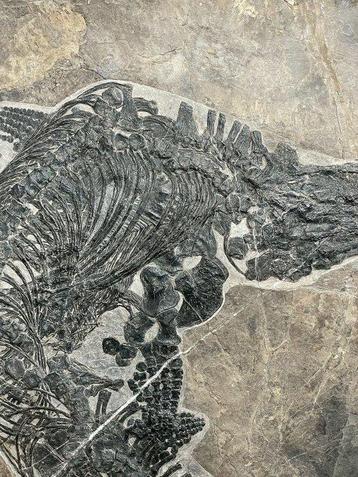 Fossiles - Matrice fossile - Mixosaurus - 46 cm - 42 cm, Collections