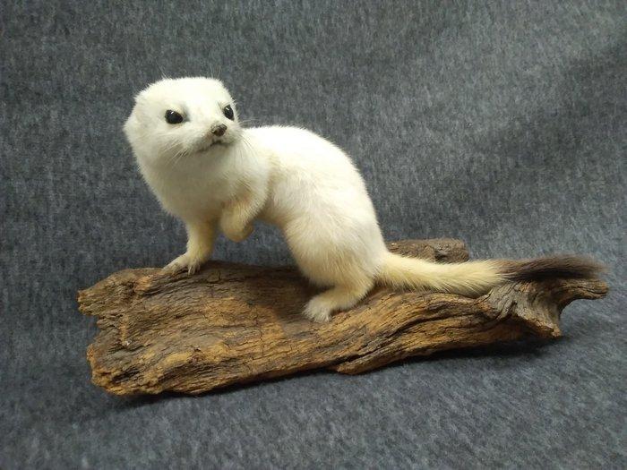 Hermelin Taxidermie volledige montage - Mustela erminea - 13, Verzamelen, Dierenverzamelingen