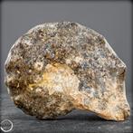 Zeldzame fossielen ammoniet-mamites nodosoïdes met, Verzamelen, Mineralen en Fossielen