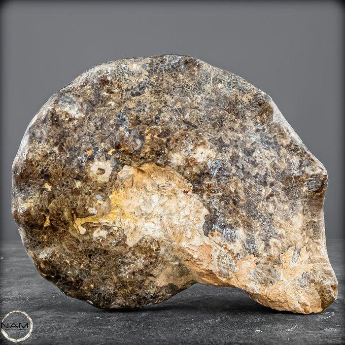 Zeldzame fossielen ammoniet-mamites nodosoïdes met, Verzamelen, Mineralen en Fossielen