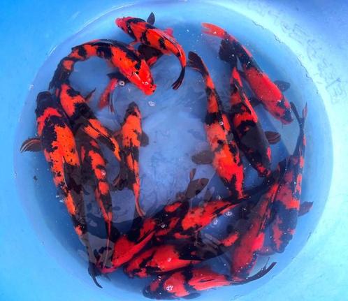 Hirasawa Marusei 28-35cm (Japanse Koi), Tuin en Terras, Vijvers, Nieuw, Ophalen of Verzenden