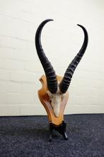 Springbok Schedel - Antidorcas marsupialis - 0 cm - 0 cm - 0, Collections, Collections Animaux