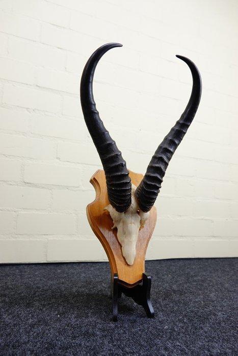 Springbok Schedel - Antidorcas marsupialis - 0 cm - 0 cm - 0, Collections, Collections Animaux