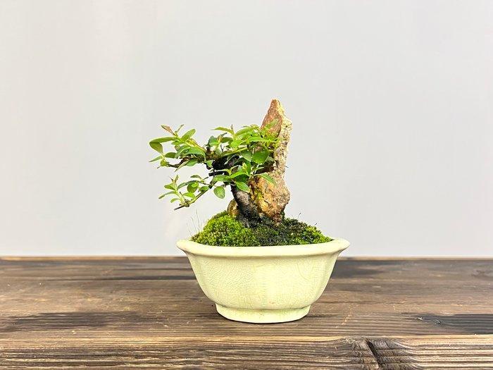 Salix Caprea - Hoogte (boom): 11 cm - Diepte (boom): 10 cm -, Antiek en Kunst, Curiosa en Brocante