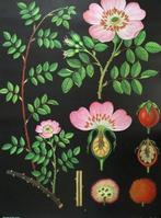 Jung Koch Quentell - Hagemann - Affiche de lécole botanique
