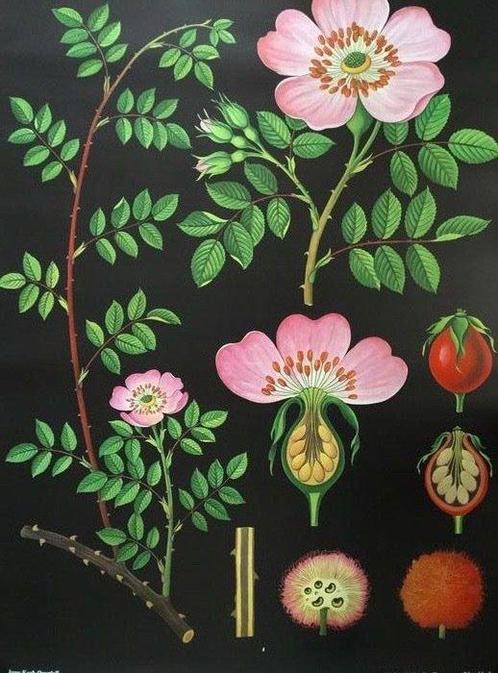 Jung Koch Quentell - Hagemann - Affiche de lécole botanique, Antiquités & Art, Curiosités & Brocante