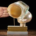 Parelmoer schelp op elegante ondergrond Zeeschelp - Turbo