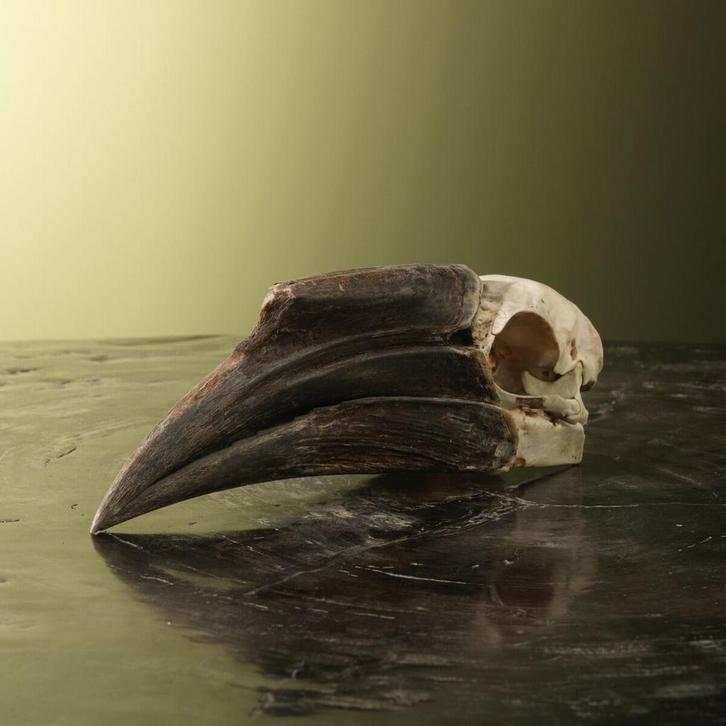 Neushoornvogel Schedel Taxidermie Opgezette Dieren By Max, Verzamelen, Dierenverzamelingen, Opgezet dier, Nieuw, Vogel, Ophalen of Verzenden