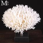 Seriatopora Hystrix – vogelnestkoraal Taxidermie volledige