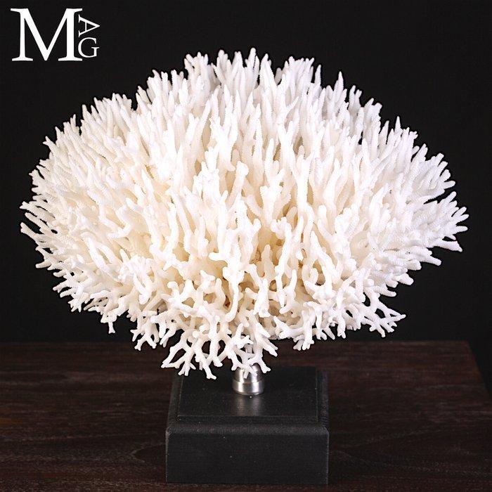 Seriatopora Hystrix – vogelnestkoraal Taxidermie volledige, Antiek en Kunst, Curiosa en Brocante