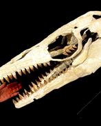 Mosasaurus - Fossiele schedel - Mosasaurus sp. - 45 cm - 63, Verzamelen