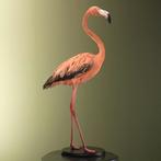 Rode Flamingo Taxidermie Opgezette Dieren By Max, Verzamelen, Ophalen of Verzenden, Nieuw, Vogel, Opgezet dier