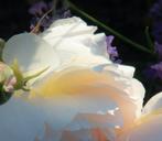 Diane Pfister - Crown Estate Collection No. 1491-E