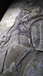 Theropode - 51cm - Fossiele matrix - 61 cm - 53 cm