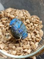 Zilveren anillo 925 met ruwe topkwaliteit labradoriet blauw,, Verzamelen, Mineralen en Fossielen
