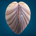 Mariene curiosa: Grote tweekleppige schelp Zeeschelp - HEART, Nieuw