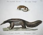 Carl Joseph Brodtmann (b. 1787) - Anteaters - Large folio, Antiek en Kunst