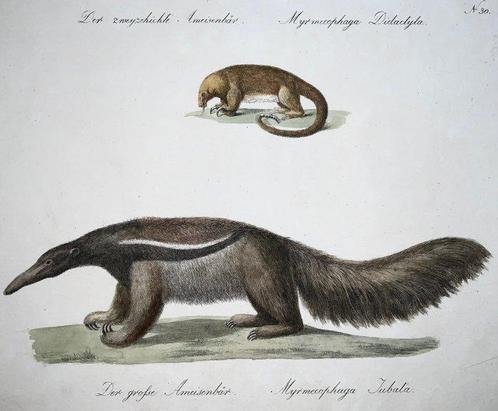 Carl Joseph Brodtmann (b. 1787) - Anteaters - Large folio, Antiek en Kunst, Antiek | Boeken en Manuscripten
