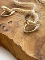 Serpent Support de corps entier pour taxidermie -